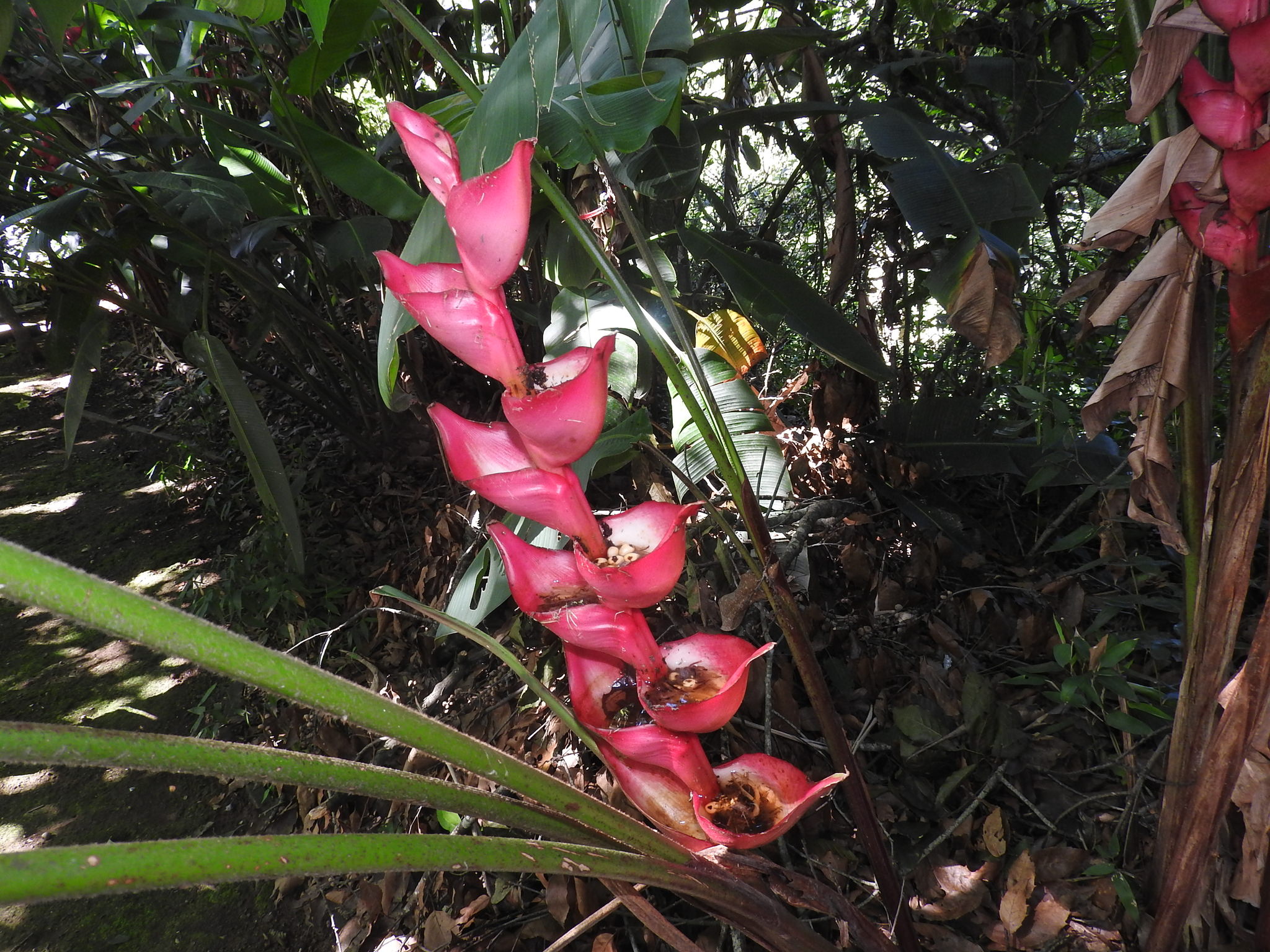 Heliconia bourgaeana